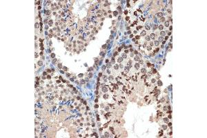 Immunohistochemistry of paraffin-embedded mouse testis using eIF3e Rabbit mAb (ABIN7267040) at dilution of 1:100 (40x lens). (EIF3E anticorps)