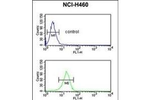 FKBP10 Antibody (N-term) (ABIN391572 and ABIN2841509) flow cytometric analysis of NCI- cells (bottom histogram) compared to a negative control cell (top histogram).