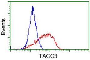 Flow Cytometry (FACS) image for anti-Transforming, Acidic Coiled-Coil Containing Protein 3 (TACC3) antibody (ABIN1498100)