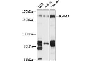 Western blot analysis of extracts of various cell lines, using IC antibody (ABIN1680380, ABIN3018291, ABIN3018292 and ABIN6220426) at 1:1000 dilution. (ICAM-3/CD50 anticorps  (AA 270-490))
