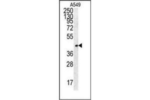 Western blot analysis of FSTL1 Antibody (C-term) in A549 cell line lysates (35ug/lane). (FSTL1 anticorps  (C-Term))