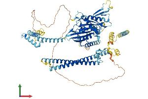 AlphaFold protein structure predicition of Mouse Recombinant Kif9 Protein, UniprotID Q9WV04