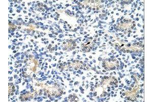 Image no. 1 for anti-Basic Leucine Zipper Nuclear Factor 1 (BLZF1) (N-Term) antibody (ABIN202429)