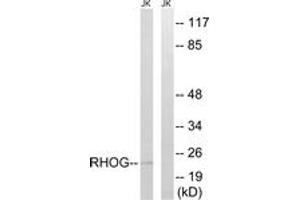 Western blot analysis of extracts from Jurkat cells, using RHOG Antibody. (RHOG anticorps  (AA 97-146))
