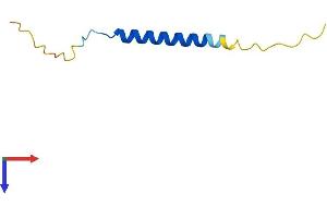 AlphaFold protein structure predicition of Human Recombinant FXYD2 Protein, UniprotID P54710