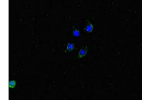 Immunofluorescent analysis of HepG2 cells using ABIN7150100 at dilution of 1:100 and Alexa Fluor 488-congugated AffiniPure Goat Anti-Rabbit IgG(H+L) (Dmx-Like 2 anticorps  (AA 2471-2657))