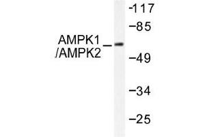 Image no. 1 for anti-Protein Kinase, AMP-Activated, alpha 1 Catalytic Subunit (PRKAA1) (pSer485), (pSer491) antibody (ABIN317958)