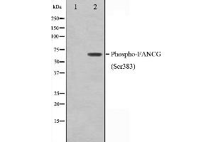 Western blot analysis on K562 cell lysate using Phospho-FANCG(Ser383) Antibody,The lane on the left is treated with the antigen-specific peptide. (FANCG anticorps  (pSer383))
