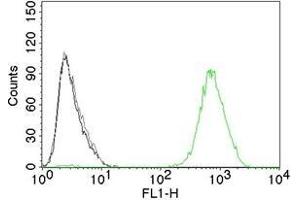 Flow Cytometry of human EGFR on A431 cells. (EGFR anticorps  (Extracellular Domain))