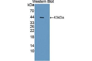Western blot analysis of the recombinant protein. (PON2 anticorps  (AA 1-354))