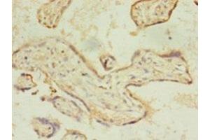Immunohistochemistry of paraffin-embedded human placenta tissue using ABIN7158507 at dilution of 1:100 (ACSL4 anticorps  (AA 457-670))