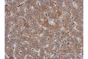 anti-Poly(A) Binding Protein, Cytoplasmic 3 (PABPC3) (AA 411-631) antibody