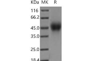 Western Blotting (WB) image for Signaling Lymphocytic Activation Molecule Family Member 1 (SLAMF1) protein (His tag) (ABIN7321112) (SLAMF1 Protein (His tag))
