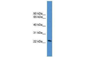 DGAT2L7 antibody used at 0. (DGAT2L7P anticorps  (C-Term))