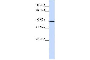 Western Blotting (WB) image for anti-Eukaryotic Translation Initiation Factor 3, Subunit G (EIF3G) antibody (ABIN2458504) (EIF3G anticorps)