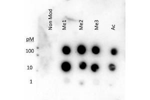 Dot Blot of Rabbit Histone H3 K27 me1-3 ac Antibody. (Histone 3 anticorps  (H3K27me))