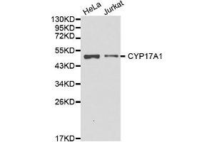 Western blot analysis of extracts of various cell lines, using CYP17A1 antibody. (CYP17A1 anticorps  (AA 209-508))