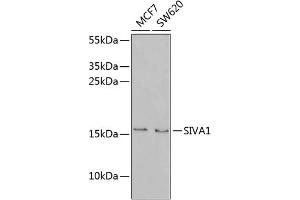 Western blot analysis of extracts of various cell lines, using SIV antibody (ABIN6131289, ABIN6147803, ABIN6147804 and ABIN6221935) at 1:1000 dilution. (SIVA1 anticorps  (AA 1-110))