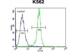 Flow Cytometric analysis of K562 cells using STUB1 / CHIP Antibody (C-term) Cat. (STUB1 anticorps  (C-Term))
