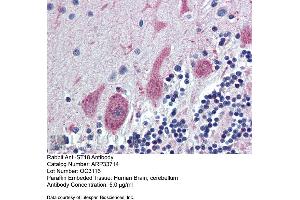 Immunohistochemistry with Human Brain, cerebellum tissue at an antibody concentration of 5. (ST18 anticorps  (Middle Region))
