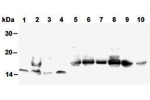 Western Blotting (WB) image for anti-Histone H4 antibody (ABIN1449238)