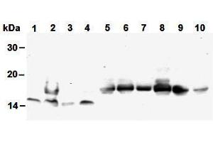 Western Blotting (WB) image for anti-Histone H4 antibody (ABIN1449238) (Histone H4 anticorps)
