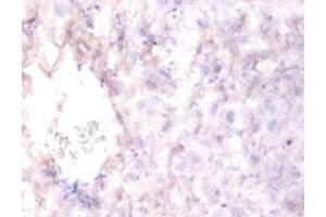 Immunohistochemistry of paraffin-embedded mouse liver tissue using ABIN7167550 at dilution of 1:100 (Reelin anticorps  (AA 26-254))