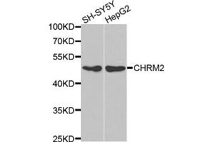 Western blot analysis of extracts of SH-SY5Y and HepG2 cell lines, using CHRM2 antibody. (Muscarinic Acetylcholine Receptor M2 anticorps)