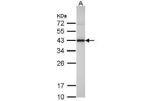 WB Image Sample(30 ug whole cell lysate) A: Hep G2 , 12% SDS PAGE antibody diluted at 1:500 (IDH3A anticorps)
