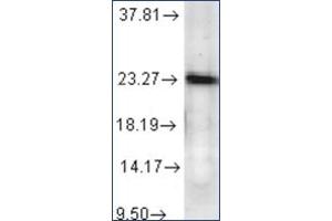 Western Blotting (WB) image for anti-Prostaglandin E Synthase 3 (Cytosolic) (PTGES3) antibody (ABIN263974) (PTGES3 anticorps)