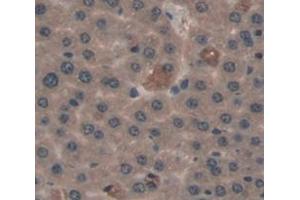 IHC-P analysis of Kidney tissue, with DAB staining. (GAB2 anticorps  (AA 357-607))