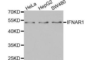 Western blot analysis of extracts of various cell lines, using IFNAR1 antibody. (IFNAR1 anticorps  (AA 28-290))
