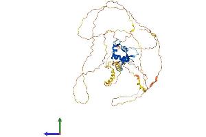 AlphaFold protein structure predicition of Mouse Recombinant Foxd2 Protein, UniprotID O35392