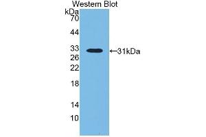 Western Blotting (WB) image for anti-Lipopolysaccharide Binding Protein (LBP) (AA 224-468) antibody (ABIN1859618) (LBP anticorps  (AA 224-468))