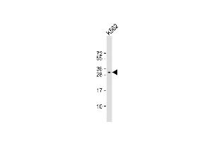 Anti-FAH1B2 Antibody (Center) at 1:1000 dilution + K562 whole cell lysate Lysates/proteins at 20 μg per lane. (PAFAH1B2 anticorps  (AA 61-89))