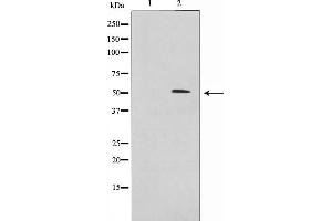 Western blot analysis on 293 cell lysate using IRX2 Antibody,The lane on the left is treated with the antigen-specific peptide. (IRX2 anticorps  (Internal Region))