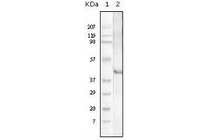 Western Blotting (WB) image for anti-Lipase A, Lysosomal Acid, Cholesterol Esterase (LIPA) antibody (ABIN1108046) (Lipase A anticorps)