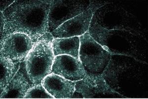 Immunofluorescent staining of MDCK cells.