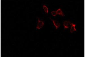 ABIN6267277 staining 293 by IF/ICC.