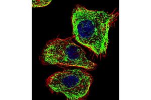 Fluorescent confocal image of U251 cell stained with DMRTA2 Antibody .