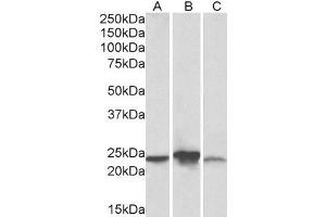 ABIN5539776 (0. (ABHD14B anticorps  (AA 188-200))