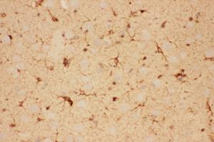 Anti-CNTF Picoband antibody,  IHC(P): Rat Brain Tissue