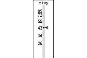 Western blot analysis of SD2 Antibody (N-term) (ABIN650737 and ABIN2839442) in mouse lung tissue lysates (35 μg/lane).