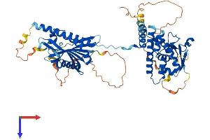 AlphaFold protein structure predicition of Mouse Recombinant Flcn Protein, UniprotID Q8QZS3