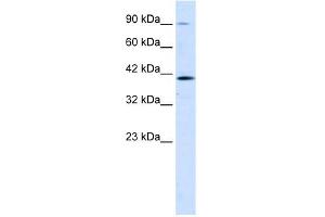 CCDC16 antibody (20R-1104) used at 0.