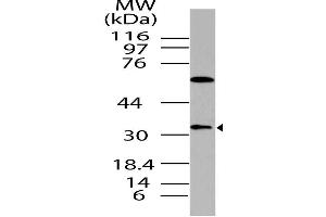 Image no. 1 for anti-Dual Specificity Phosphatase 13 (DUSP13) antibody (ABIN5027709) (DUSP13 anticorps)