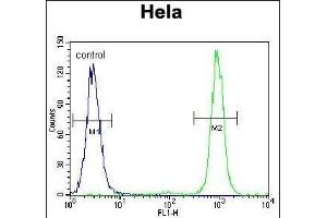 SSH3 Antibody (C-term) (ABIN655643 and ABIN2845120) flow cytometric analysis of Hela cells (right histogram) compared to a negative control cell (left histogram). (SSH3 anticorps  (C-Term))