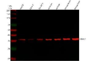 Western blot analysis of DDAH1 using anti-DDAH1 antibody (ABIN4886560). (DDAH1 anticorps  (C-Term))