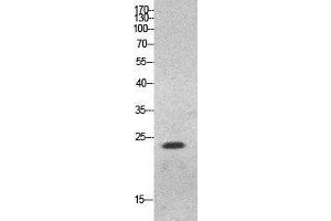 Western Blot (WB) analysis of HeLa cells using HMG-1 Polyclonal Antibody. (HMGB1 anticorps  (Internal Region))