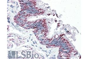 ABIN570833 (5µg/ml) staining of paraffin embedded Human Bronchus. (TTLL4 anticorps  (Internal Region))